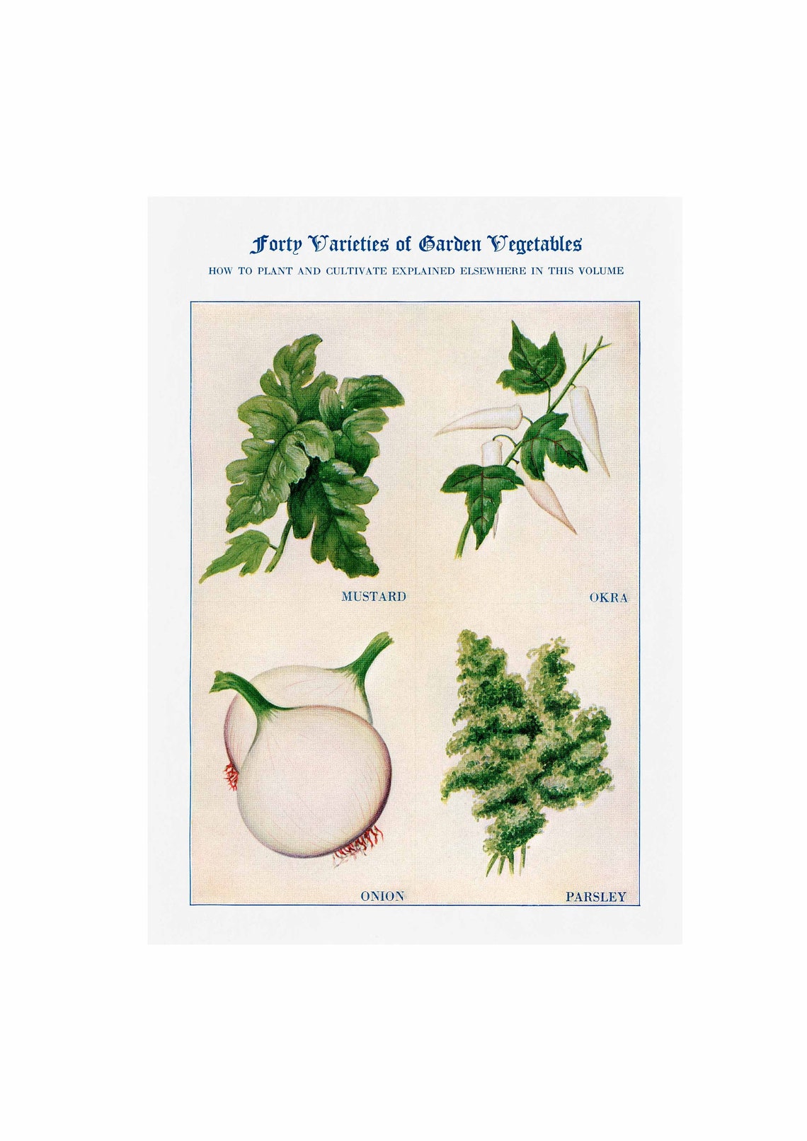 Forty Varieties of Garden Vegetables Mustard Okra Onion Parsley Poster