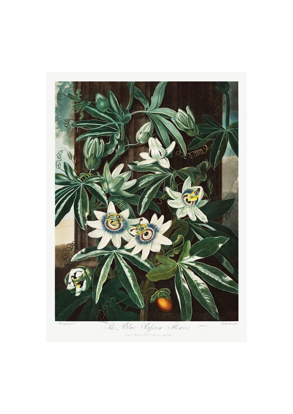 Passiflora Cerulea Antique Lithograph, Robert Thornton