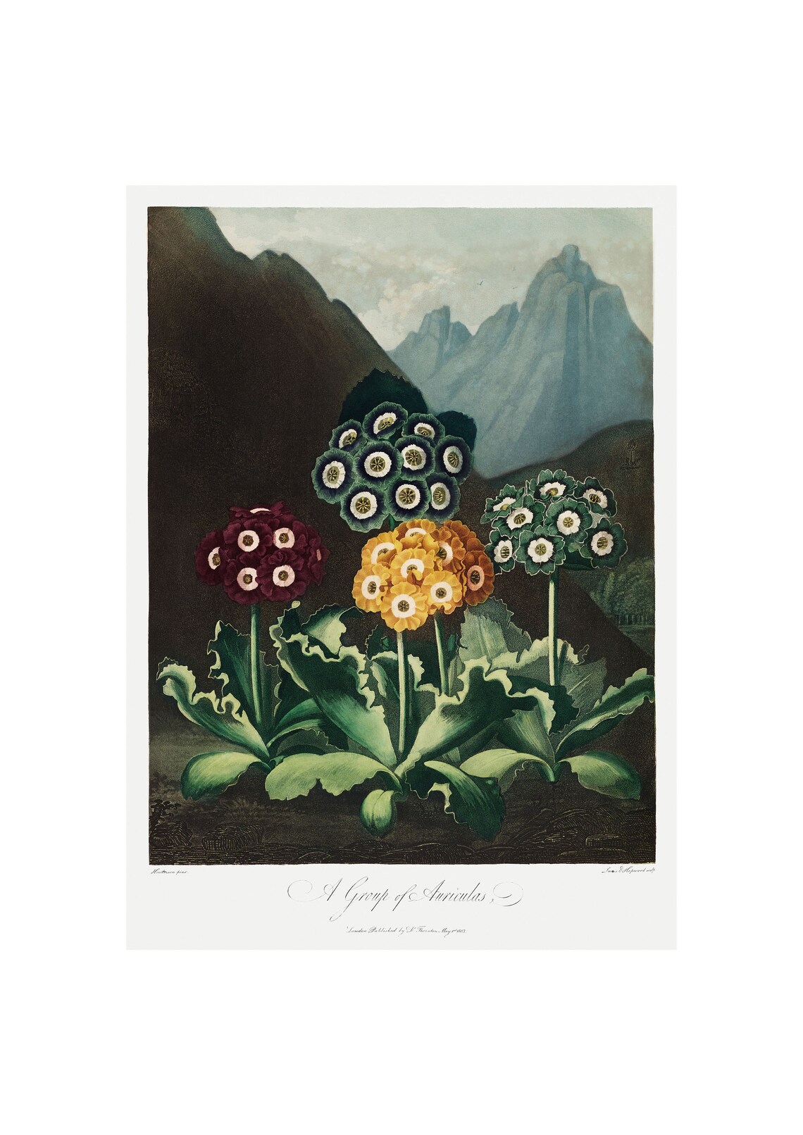 Auricula Antique Lithograph by Robert Thornton