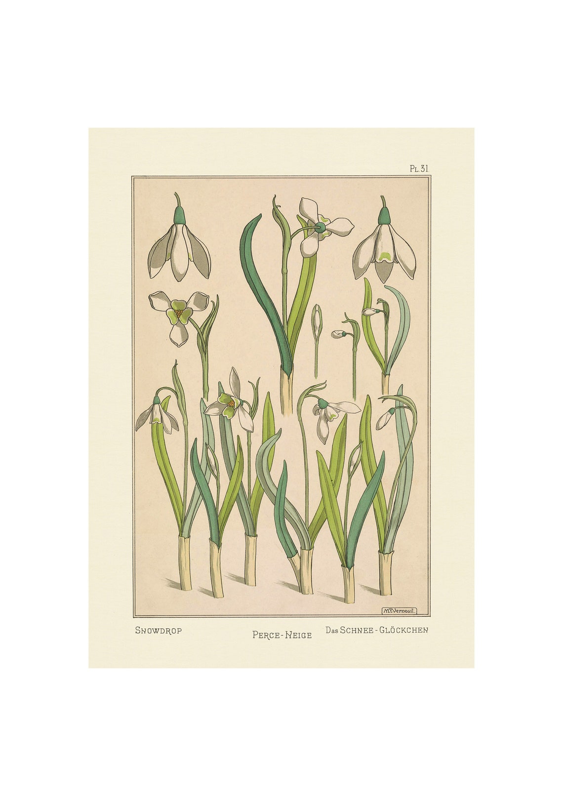1896 Art Nouveau Snowdrop Botanical Study Illustration Poster