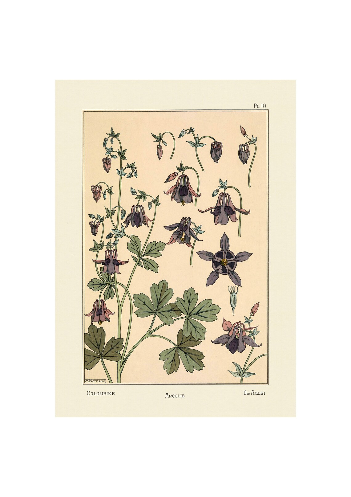 Plants And Their Application To Ornament Columbine