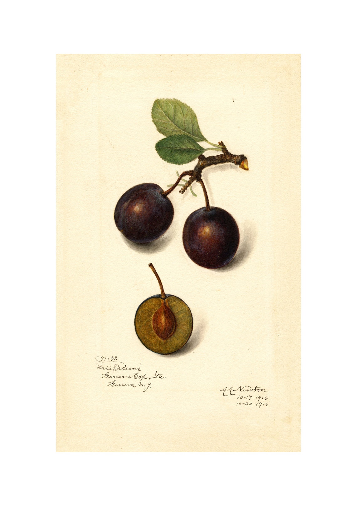 Late Orleans Plum Antique Pomological Watercolor 1916 Fruit Poster