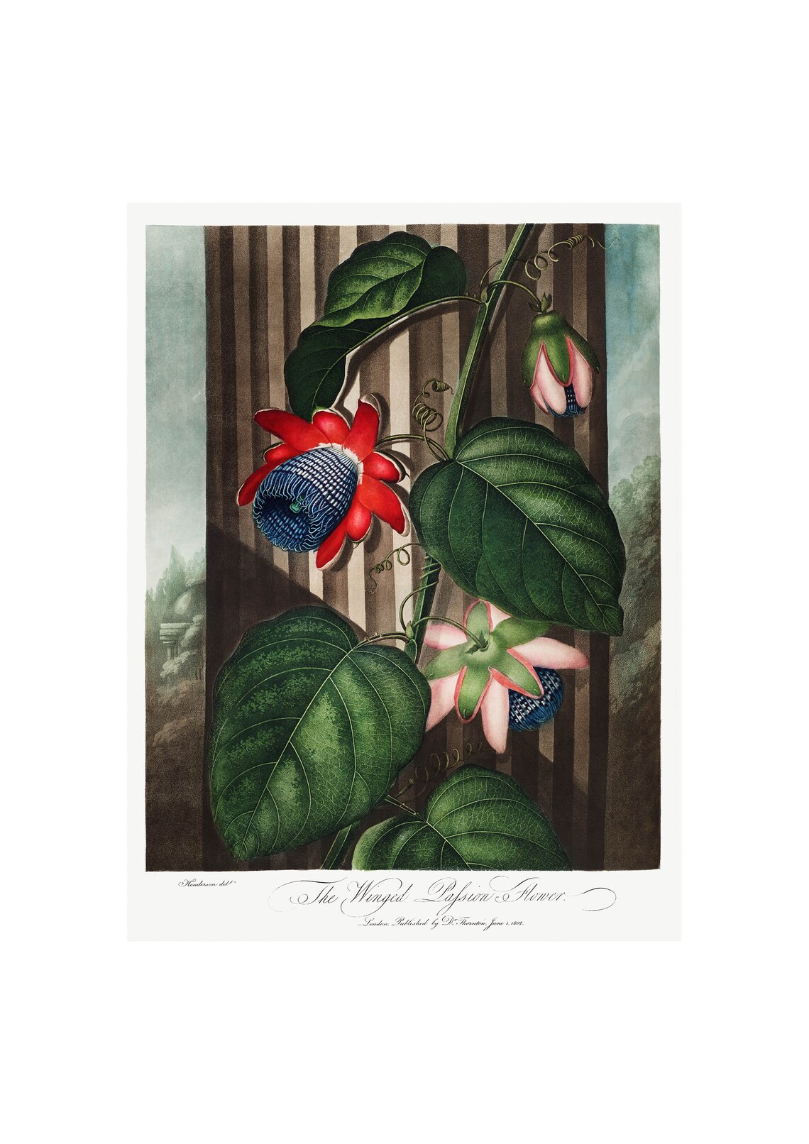Passion Flower Antique Lithograph by Robert Thornton