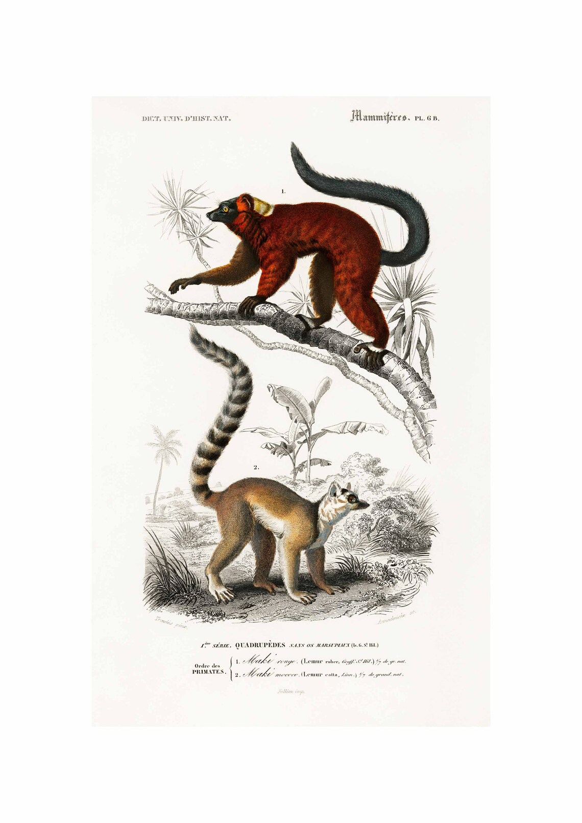 Lemurs Vintage Print By Charles Dessalines D'Orbigny