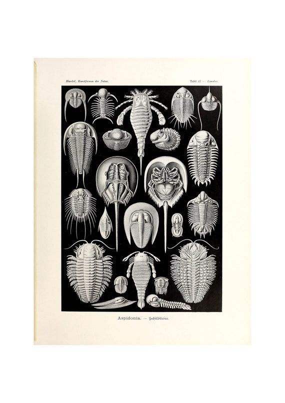 Ernst Haeckel Art Forms In Nature Trilobites And Horseshoe Crabs Aspidonia 1904 Giclee Fine Art Print Framedunframedcanvas