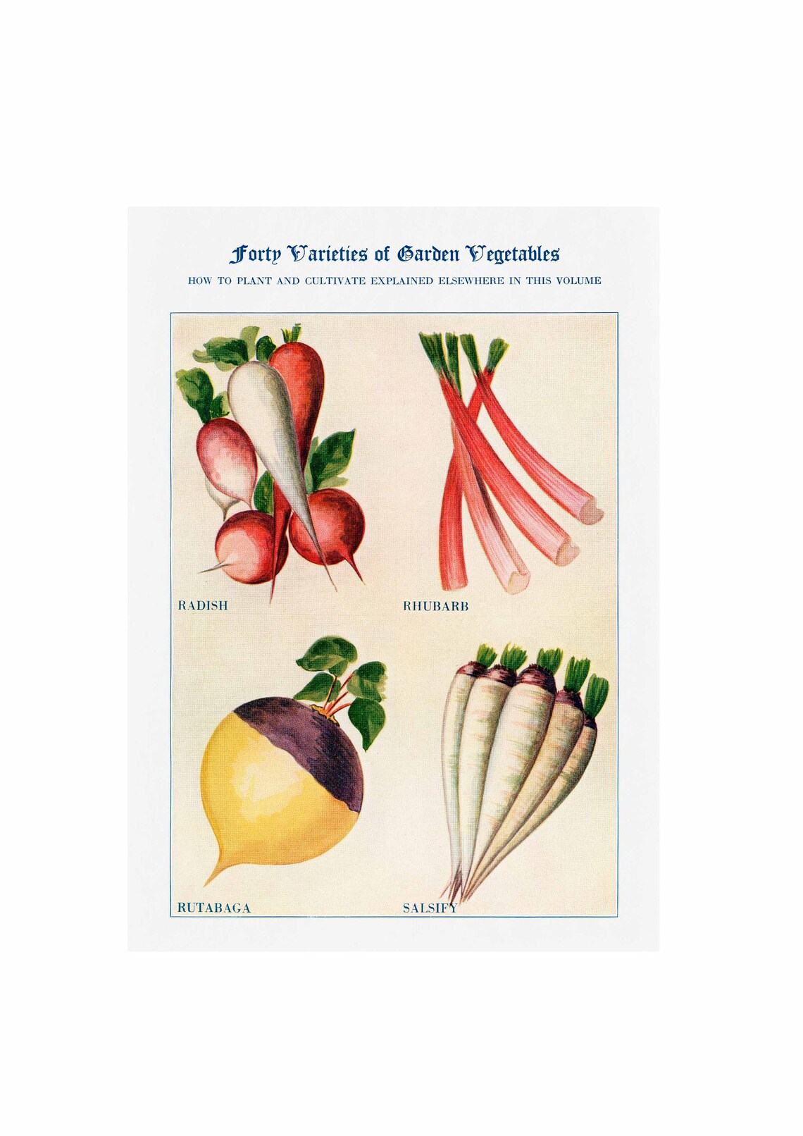 Radish Rhubarb Rutabaga Salsify, Vintage Art Print