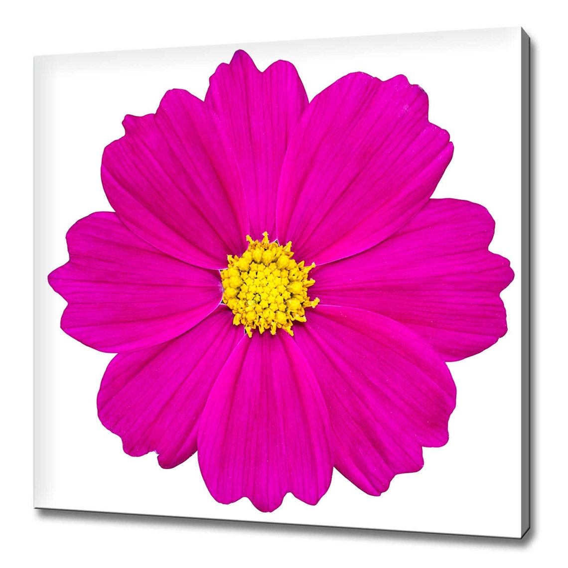 Bright Pink Cosmos Flower Close Up Modern Floral Wall Art Vivid Print