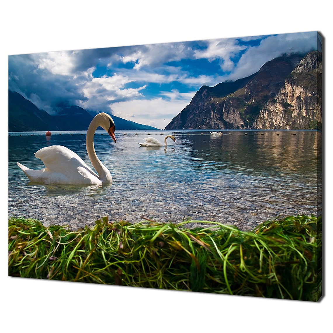 White Swans Gliding on Alpine Lake Beneath Dramatic Mountains Poster