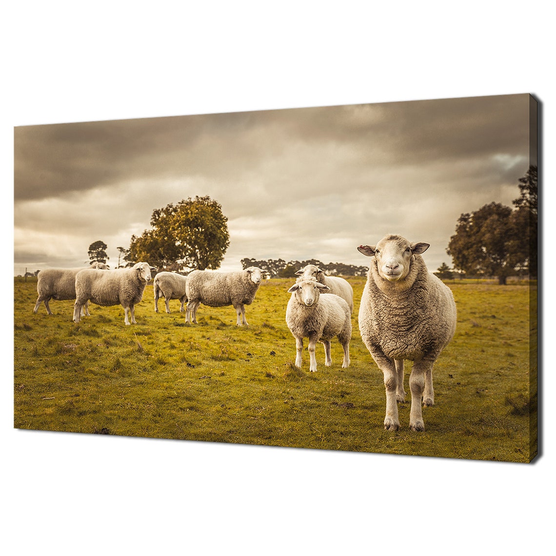 Sheep Flock Grazing in Green Paddock Rustic Farm Animal Wall Art