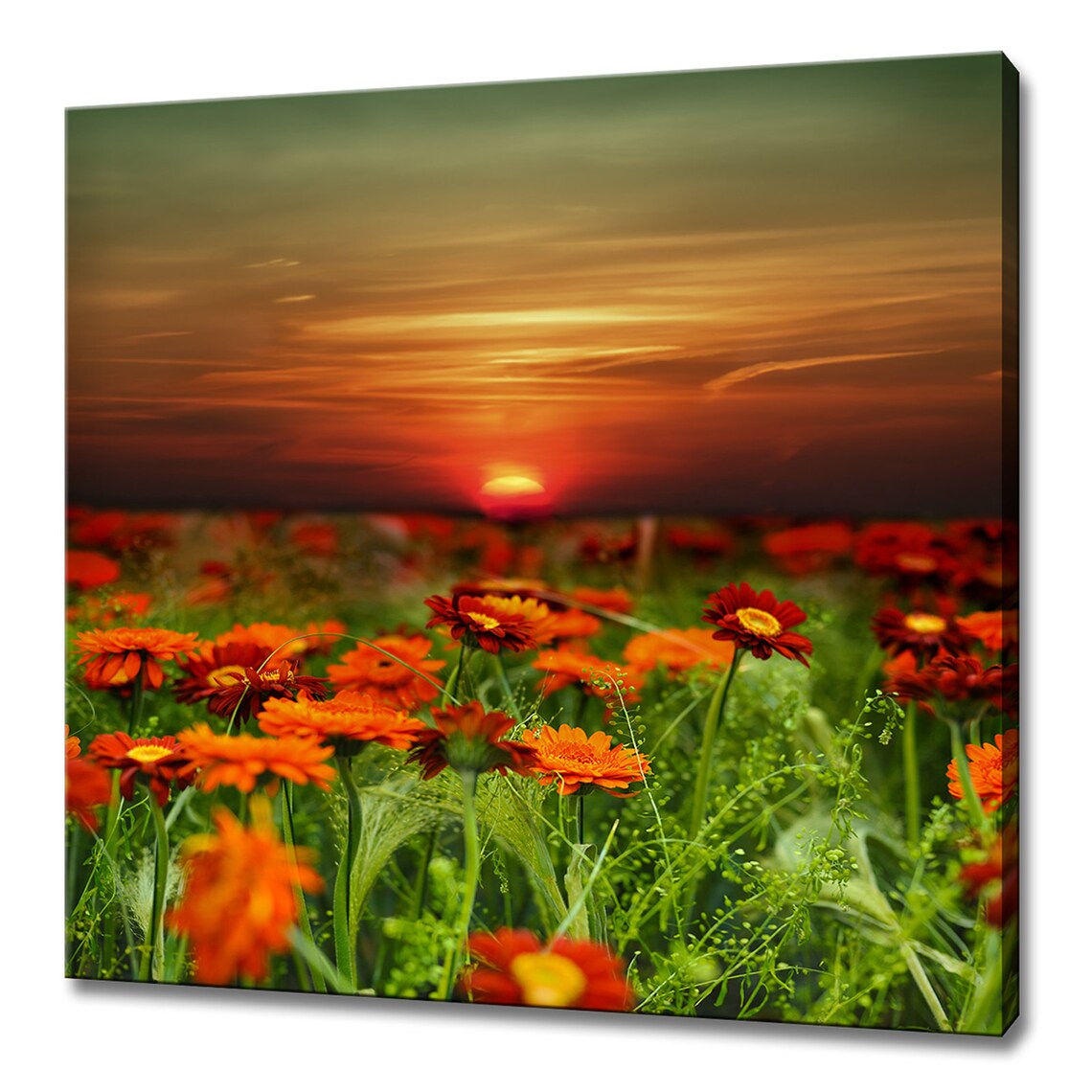 Orange Sunset Over Gerbera Daisies, Modern Art Print