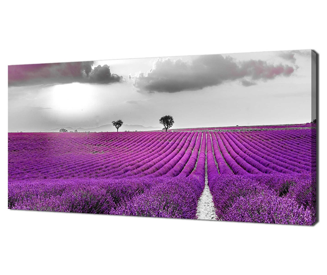 Purple Lavender Field Rows Dramatic Black White Sky Landscape Poster