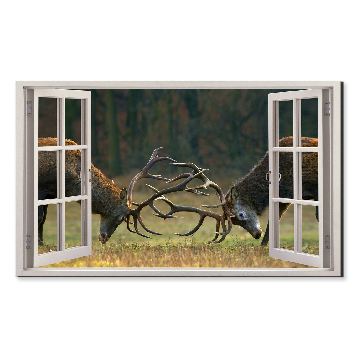 Red Deer Stags Fighting Locked Antlers Window View Wildlife Poster