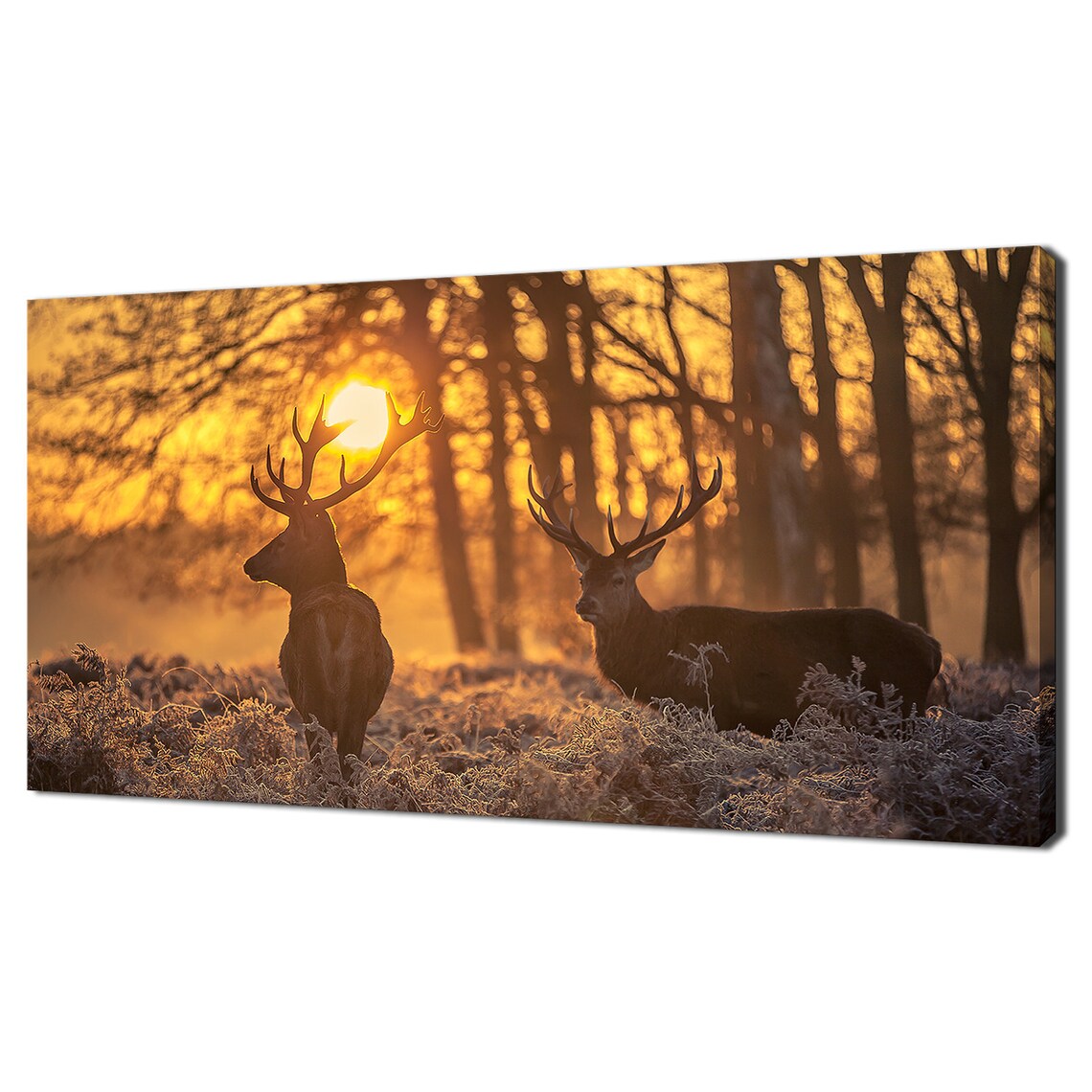 Two Red Deer Stags In Golden Morning Sunlight Forest Clearing Animal Poster