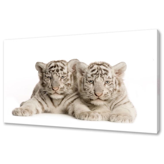 Two White Tiger Cubs Baby Animals White Background Cute Wildlife Poster