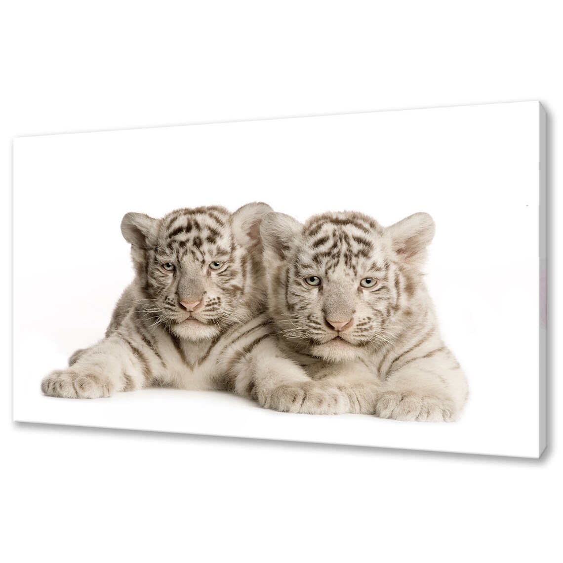 Two White Tiger Cubs Baby Animals White Background Cute Wildlife Poster