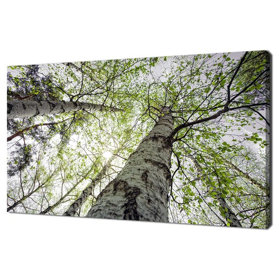 Birch Forest Trees Green Nature Modern Design Home Decor Print Wall Art Picture