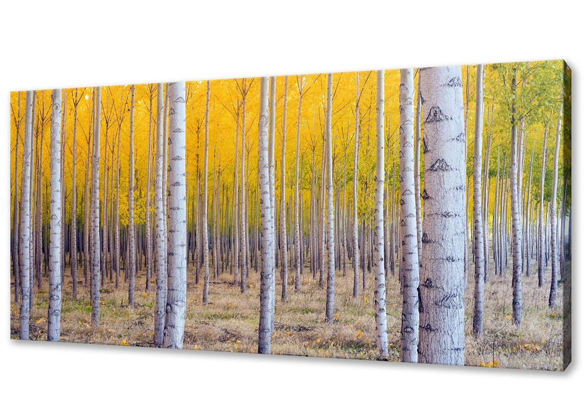 Birch Trees Yellow Forest Panorama Wall Art Print