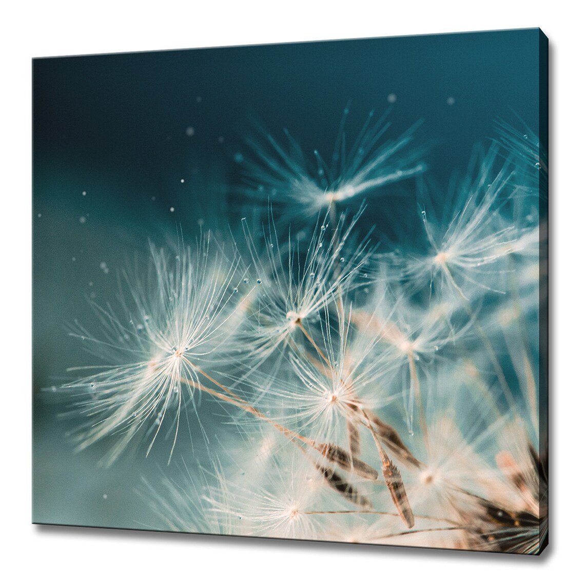 Water Drops on Dandelion Seeds, Modern Art Print