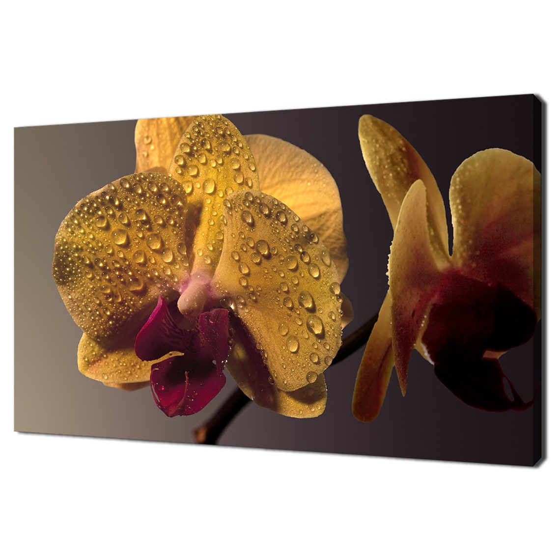 Yellow Orchid Flowers With Water Droplets On Dark Background Poster