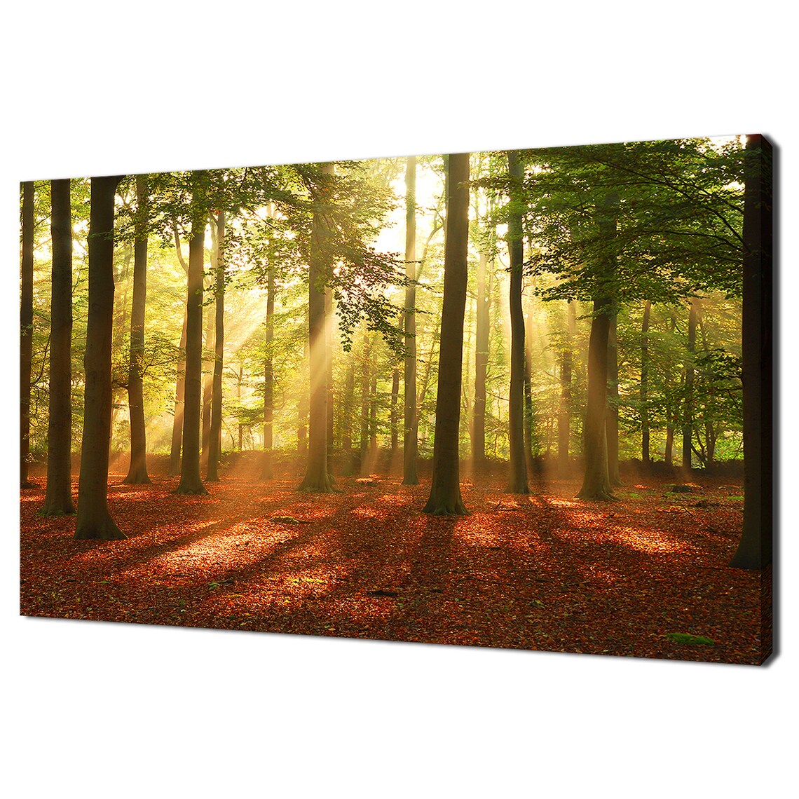 Sun Beams Shining Through The Trees In The Forest Modern Design Home Decor Print Wall Art Picture