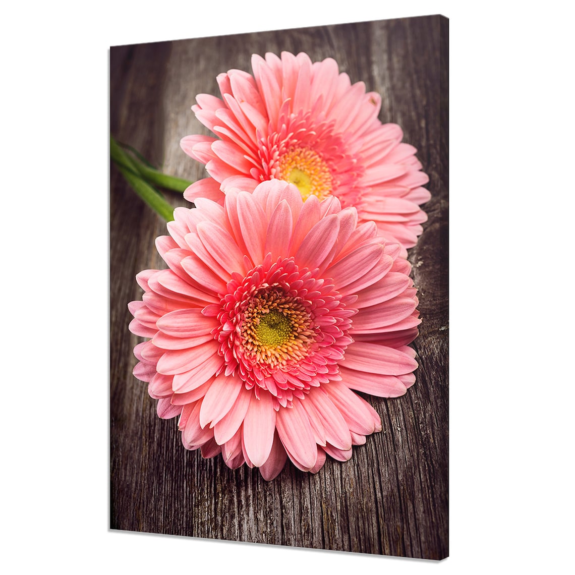 Pink Gerbera Flowers, Modern Design Art Print