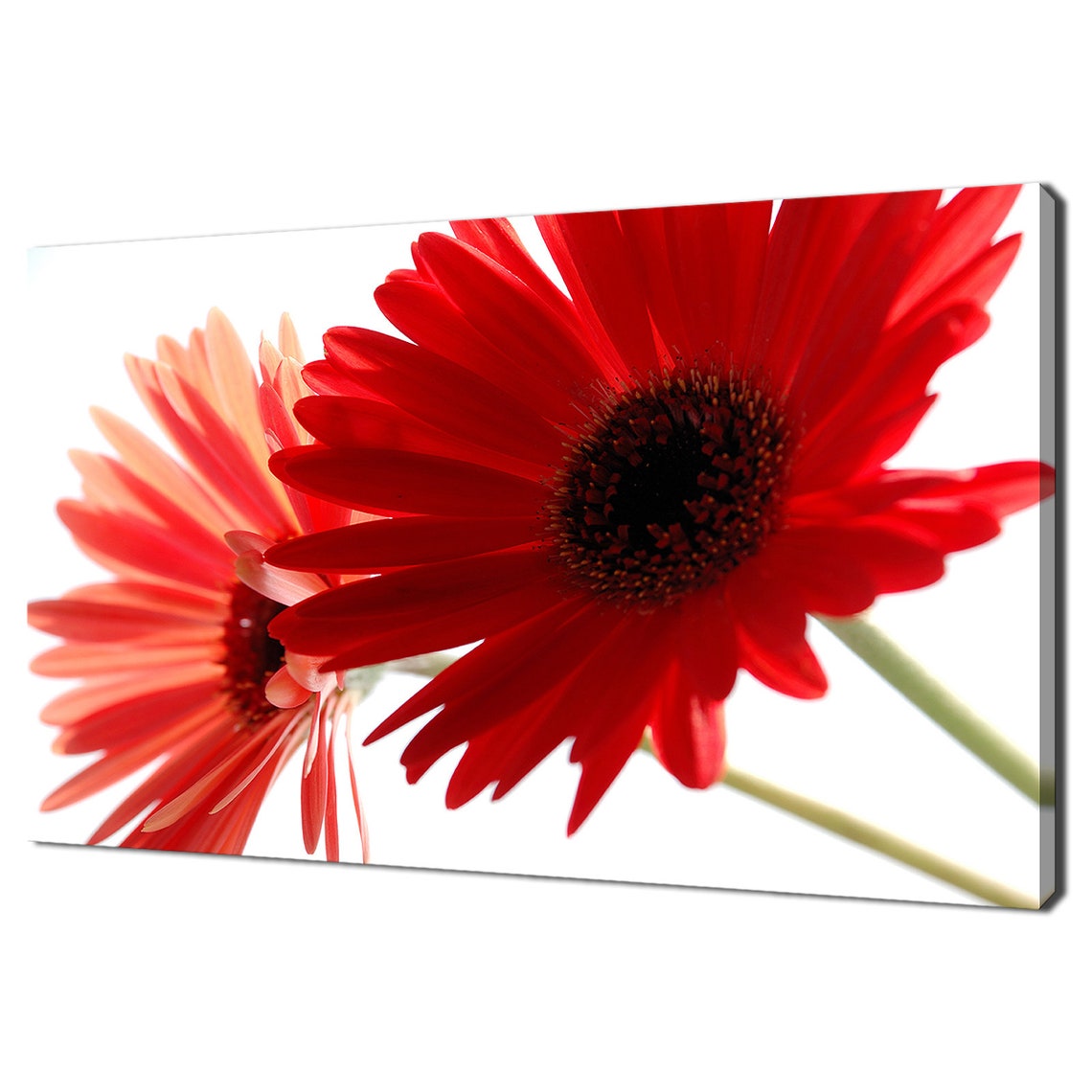 Red Gerbera Daisy Flowers Close Up White Background Floral Poster