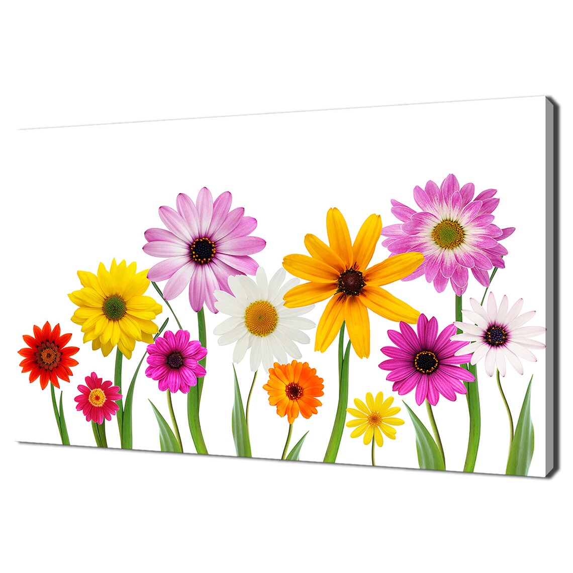 Colorful Summer Daisy Flowers, Modern Floral Art Print