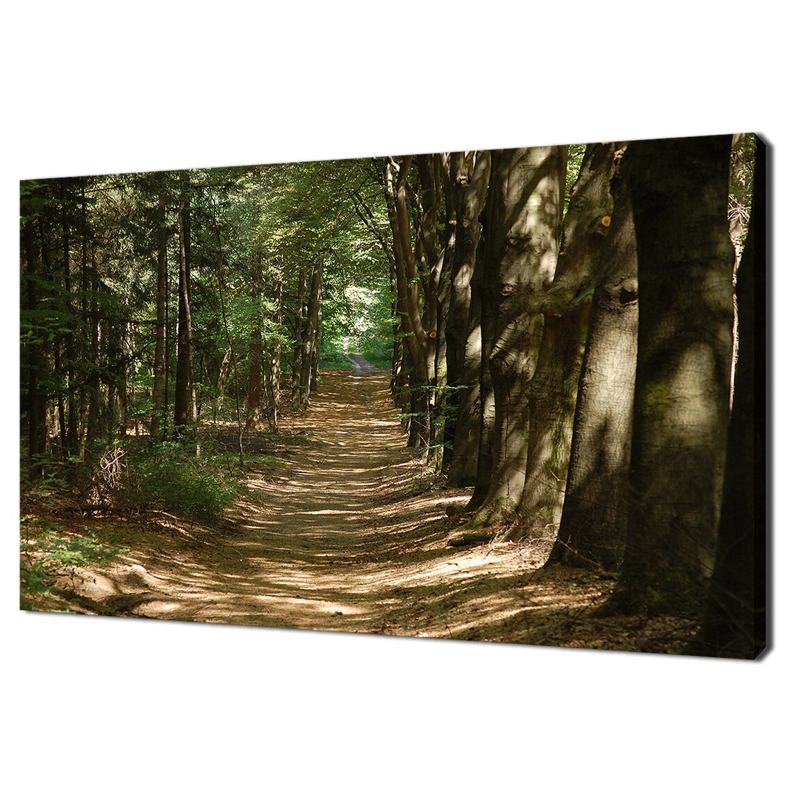 Road in the Summer Green Forest, Modern Art Print