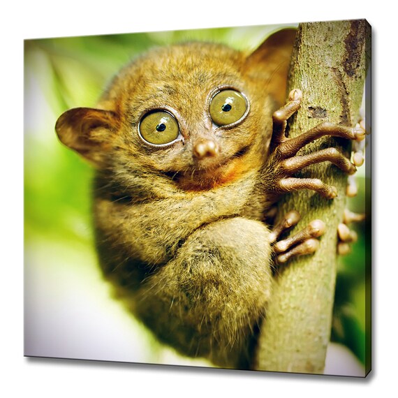 Cute Tarsier Monkey Big Eyes Tree Trunk Close Up Wildlife Photo Poster