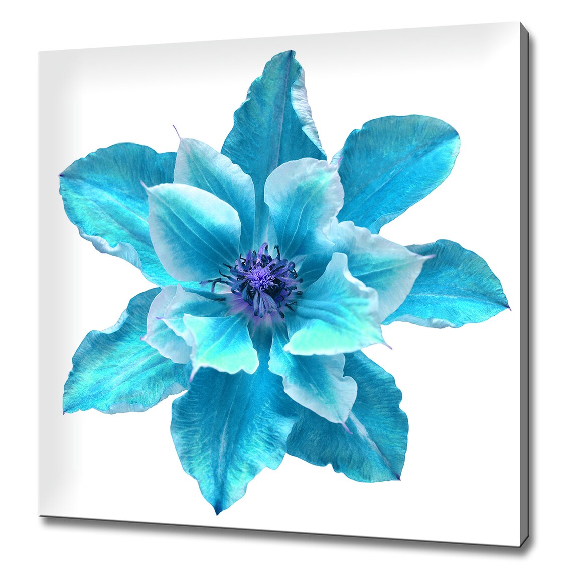 Clematis Flower Minimal Modern Design Art Print