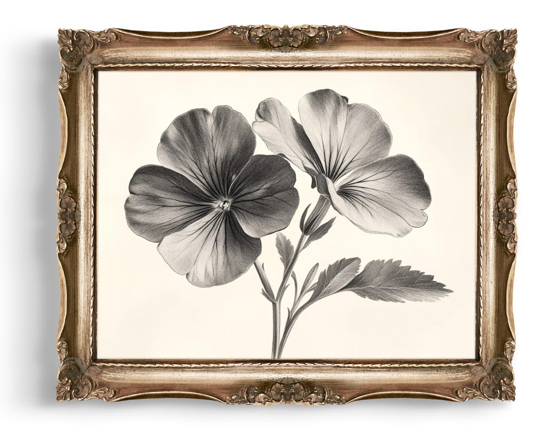 Pansy Flowers Pencil Sketch Monochrome Botanical Floral Duo Poster
