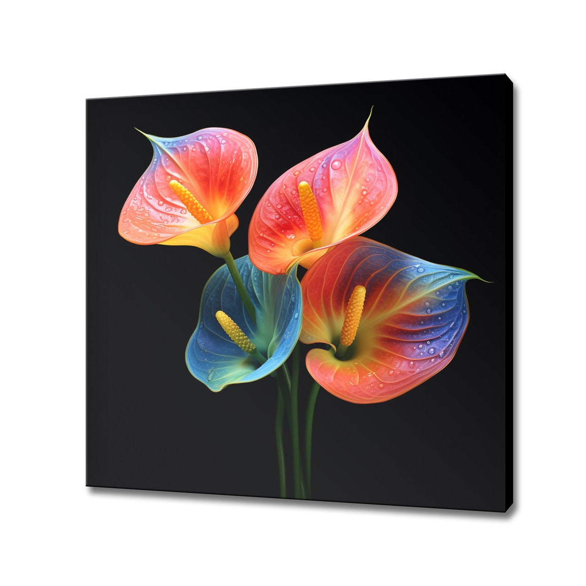 Rainbow Anthurium Flowers Dewdrops Black Background Tropical Art Print