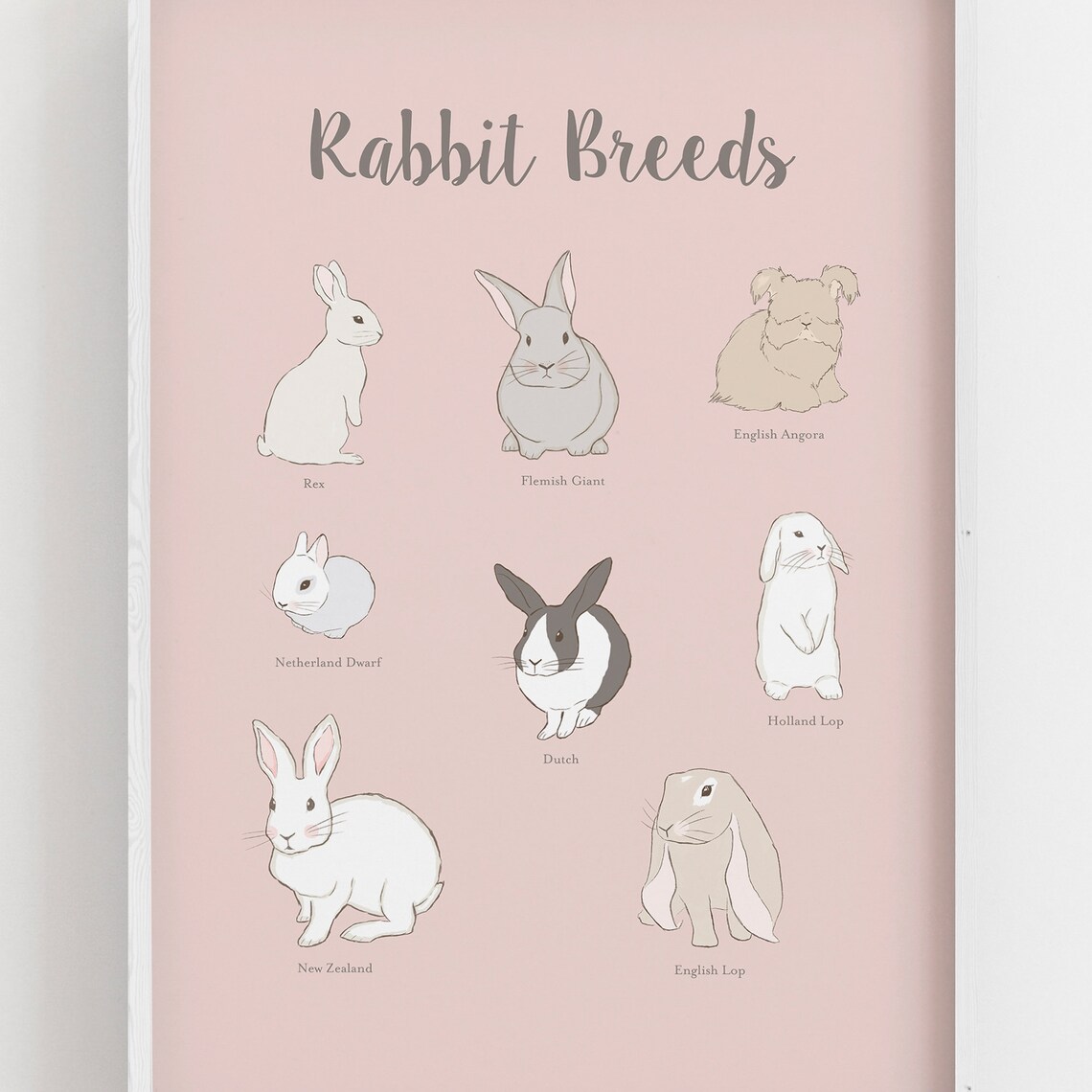 Cute Rabbit Breeds Chart Rex Flemish Giant Holland Lop Kids Poster