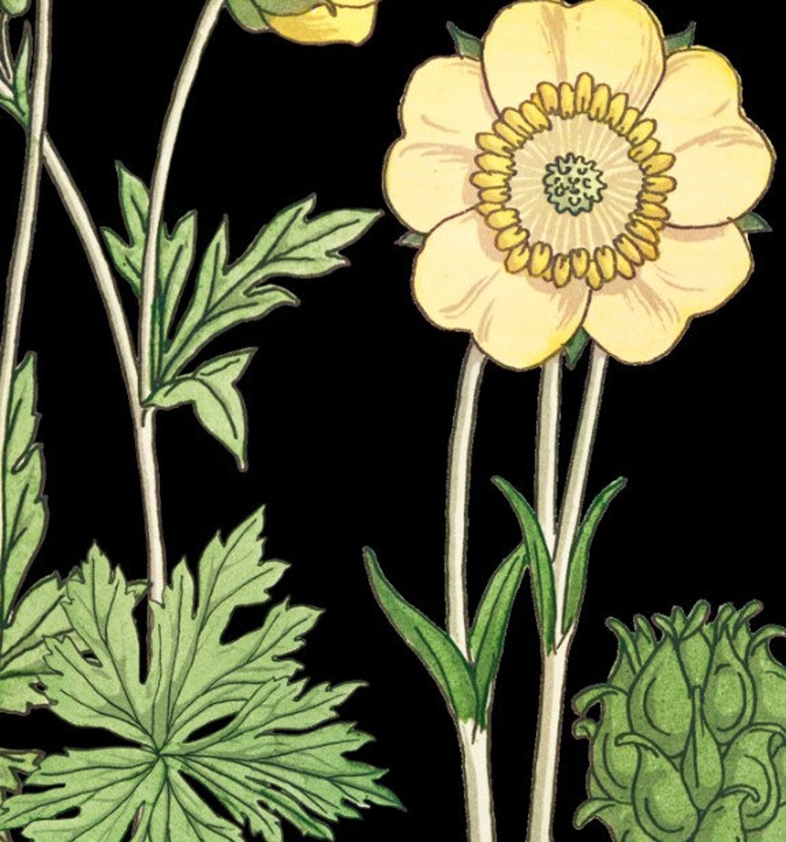 Art Nouveau Buttercups Floral Art Print, Vintage - Image 2