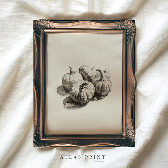 Vintage Pumpkin Still Life Sketch Four Pumpkins Fall Wall Art