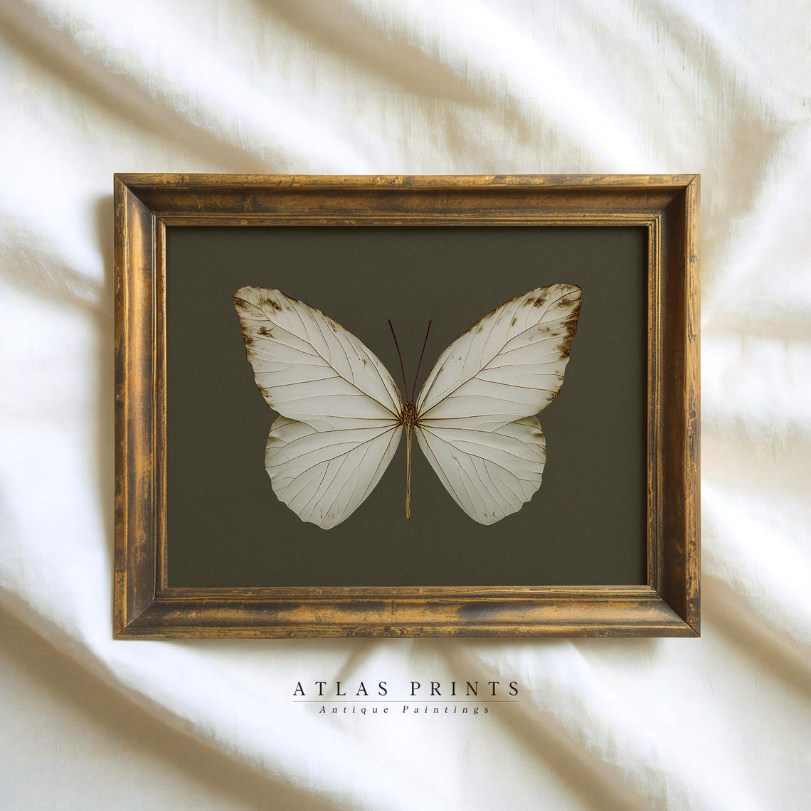 Vintage White Butterfly Specimen Dark Moody Insect Study Wall Art - Image 2