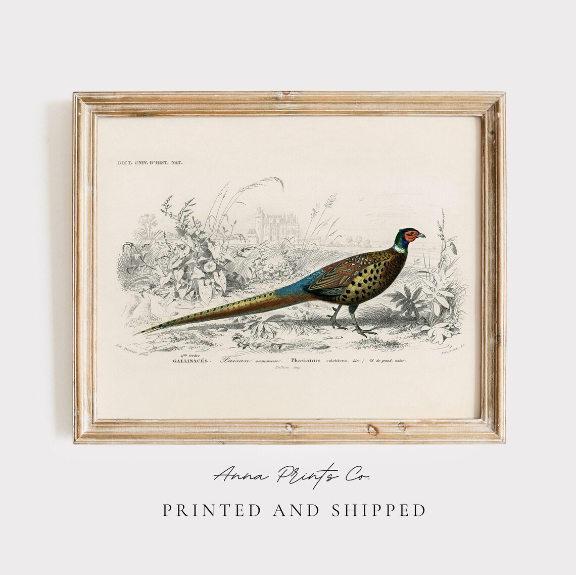 Ring-Necked Pheasant Vintage Illustration Art Print