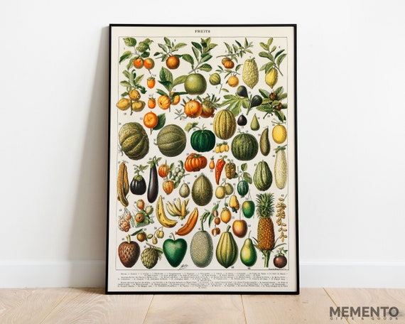 Fruits List Illustration Print Kitchen Wall Art Fruits Vintage Diagram
