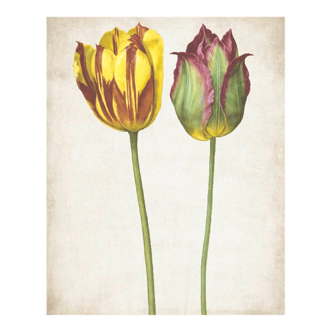 Tulips Vintage Botanical Art Print, French Country - Image 4