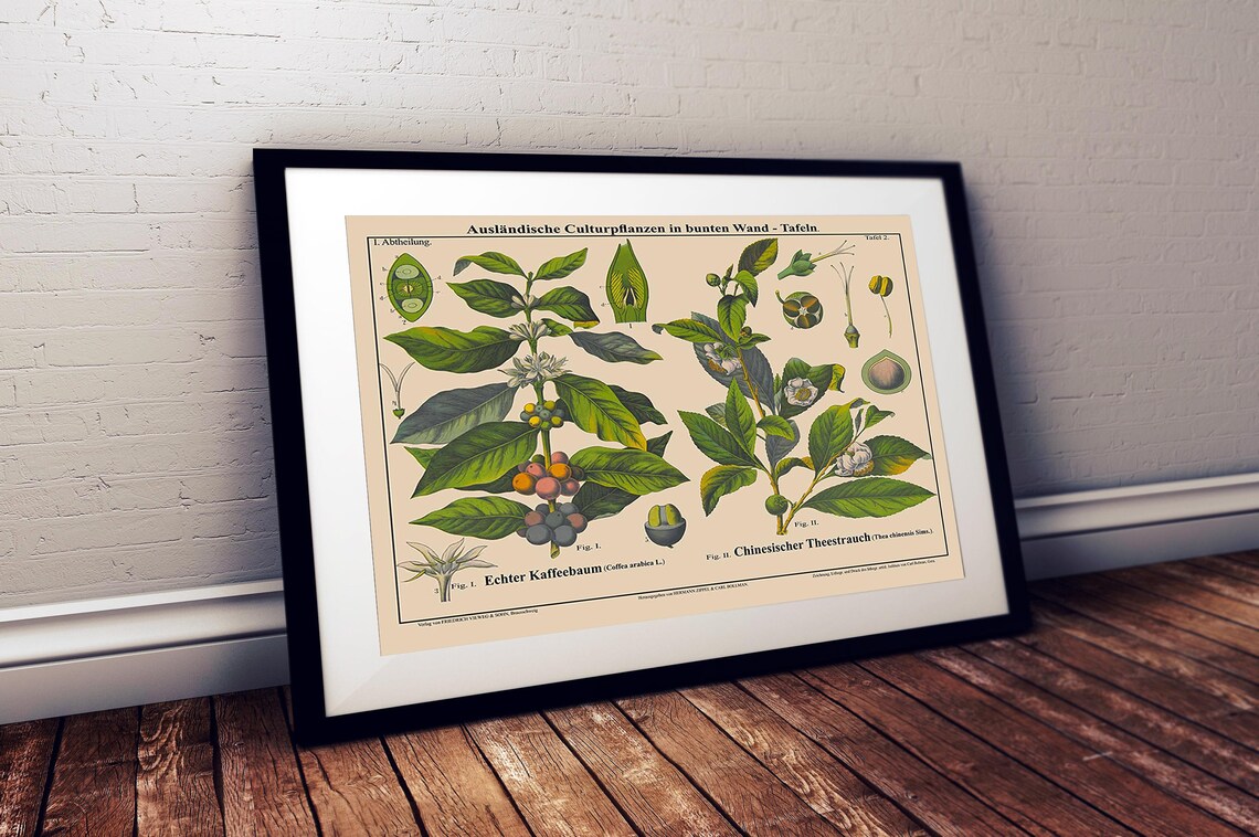 Tea and Coffee Plant Botanical Art Print, Cafe Decor - Image 2