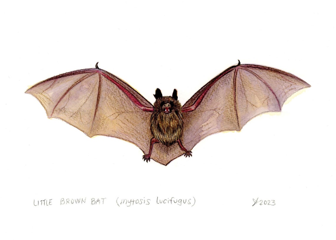 Little Brown Bat with Outstretched Wings Watercolor Art Poster - Image 2