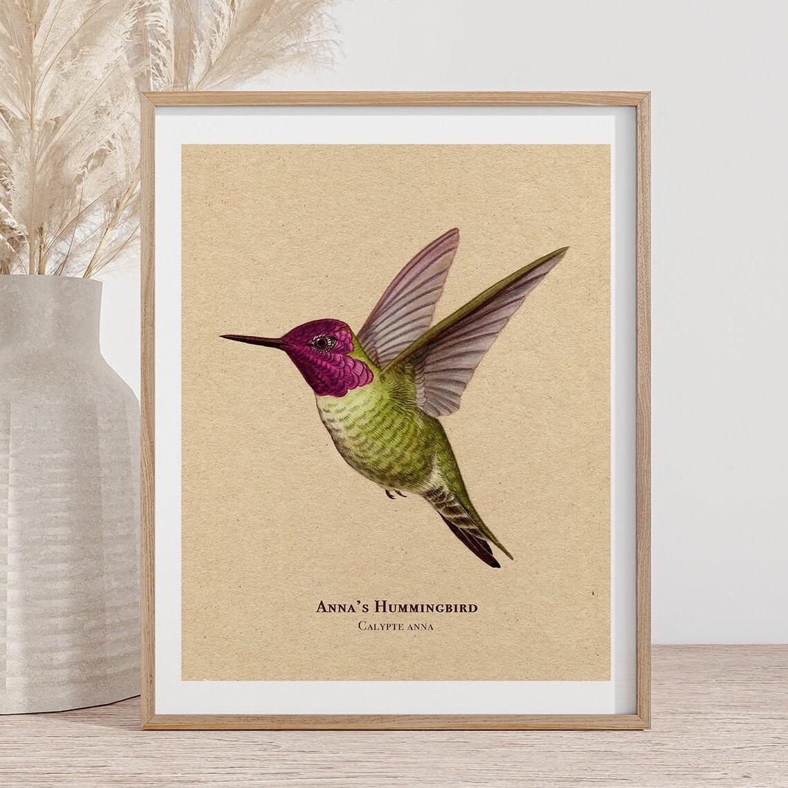 Anna's Hummingbird Vintage Bird Illustration Art Print