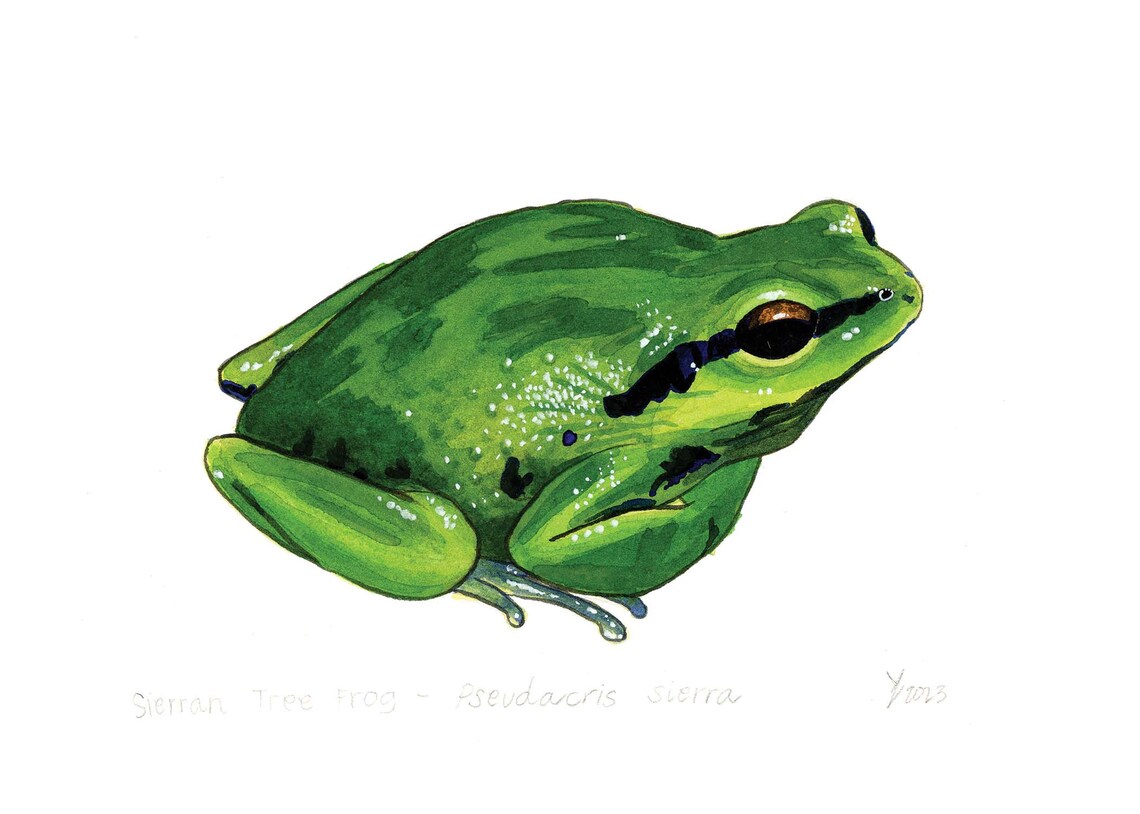 Sierran Tree Frog Art Print, Bay Area Wildlife - Image 2