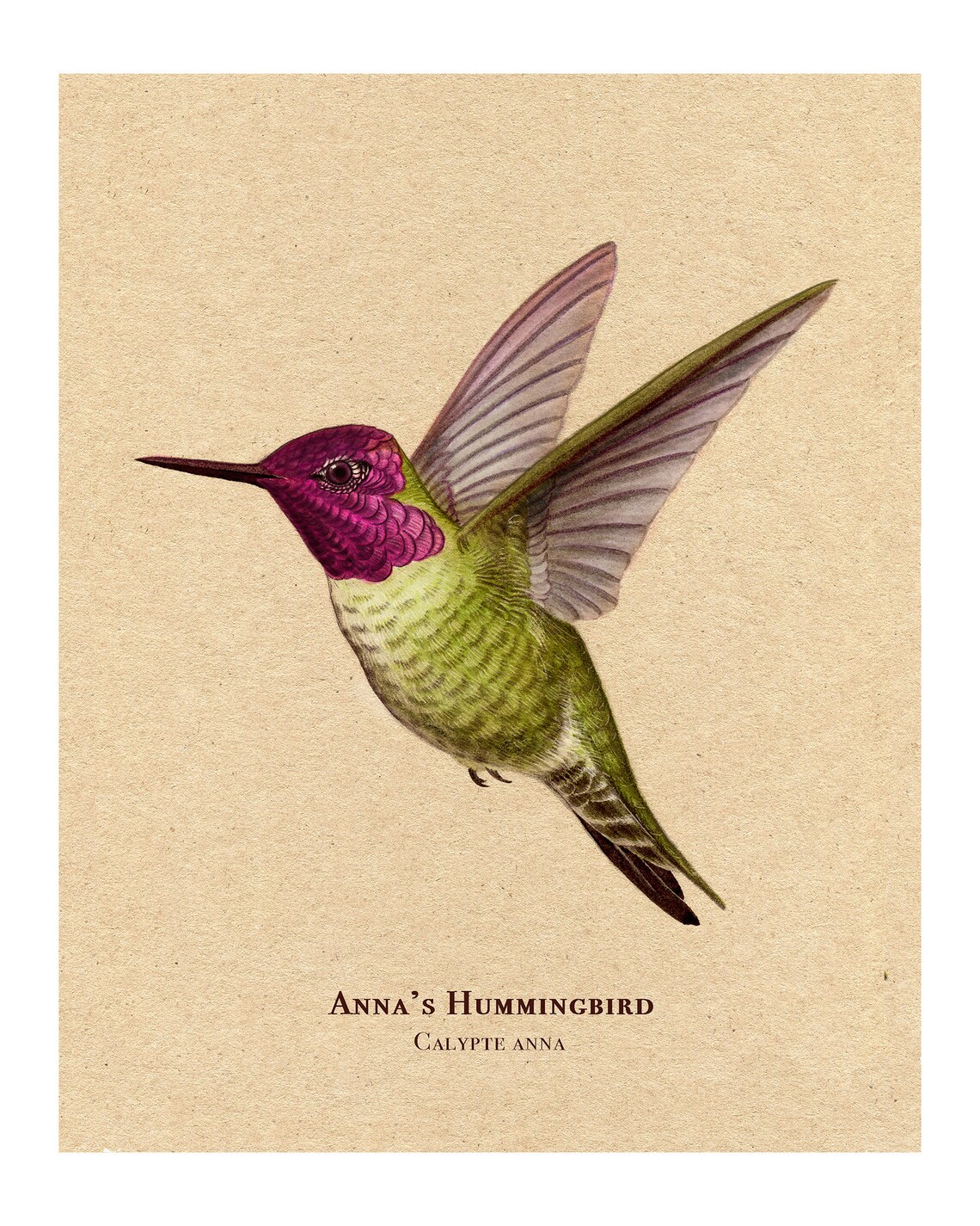 Anna's Hummingbird Vintage Bird Illustration Art Print - Image 2