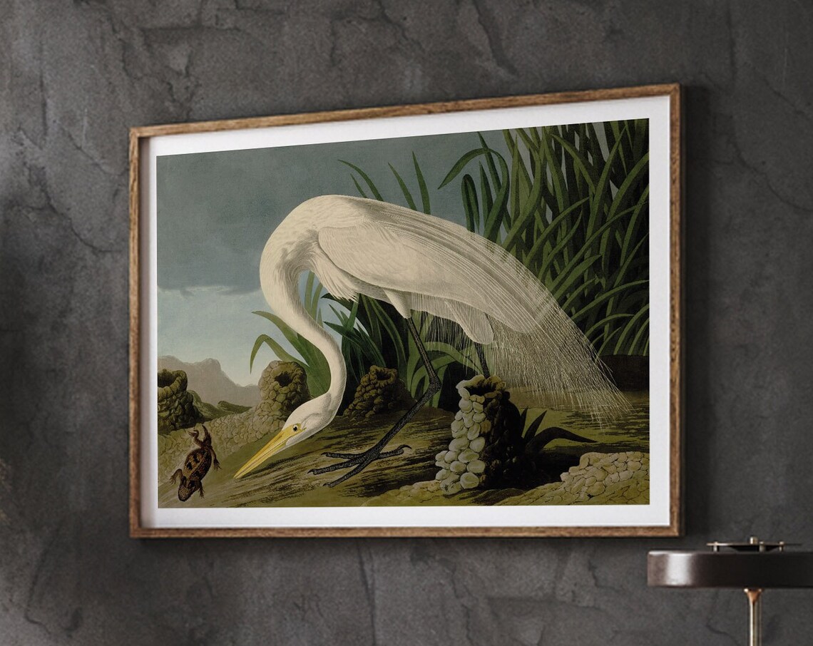 Great Egret Striking at a Frog Vintage Audubon Heron Illustration Poster