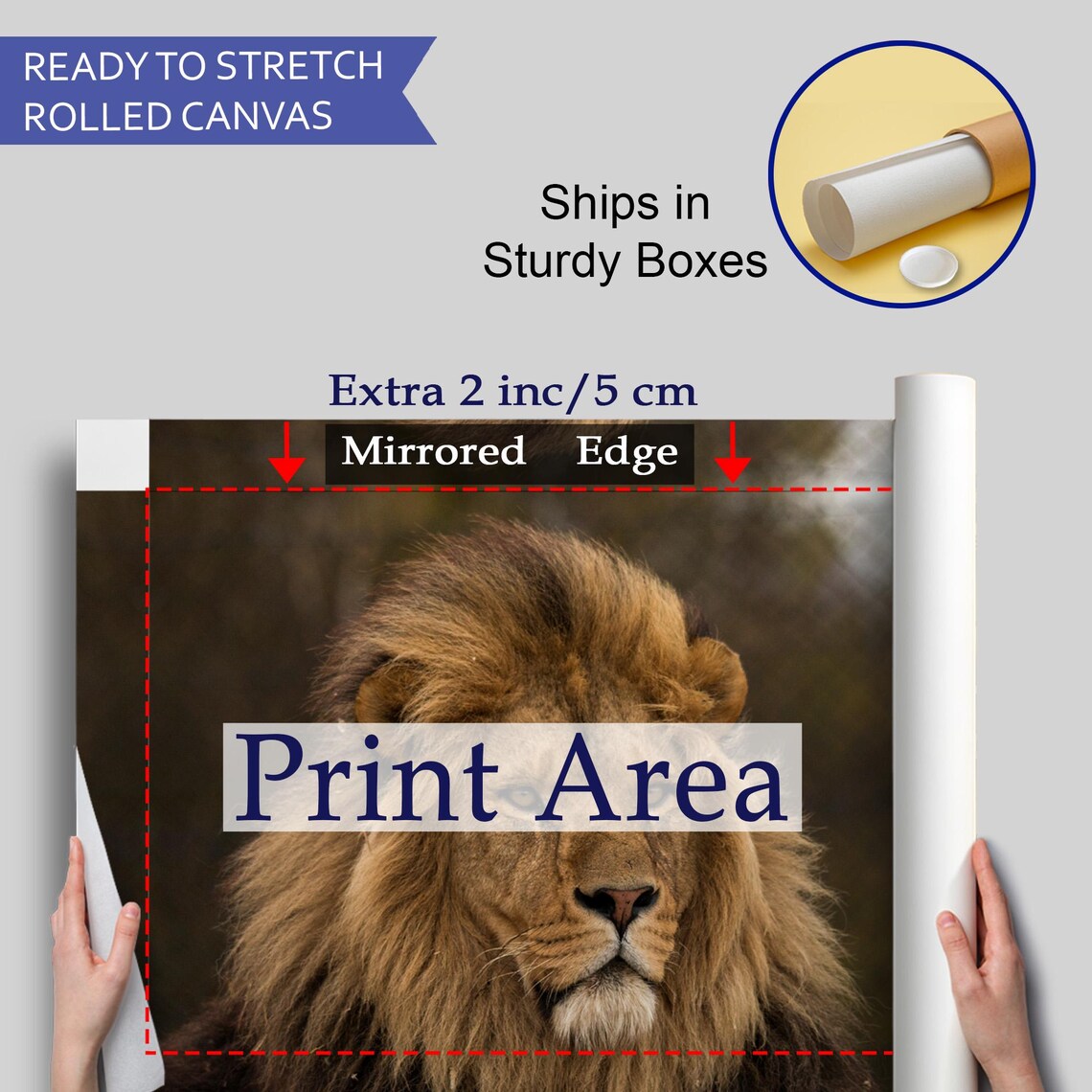 Majestic Wild Male Lion Portrait Wildlife Photography Art Poster - Image 4
