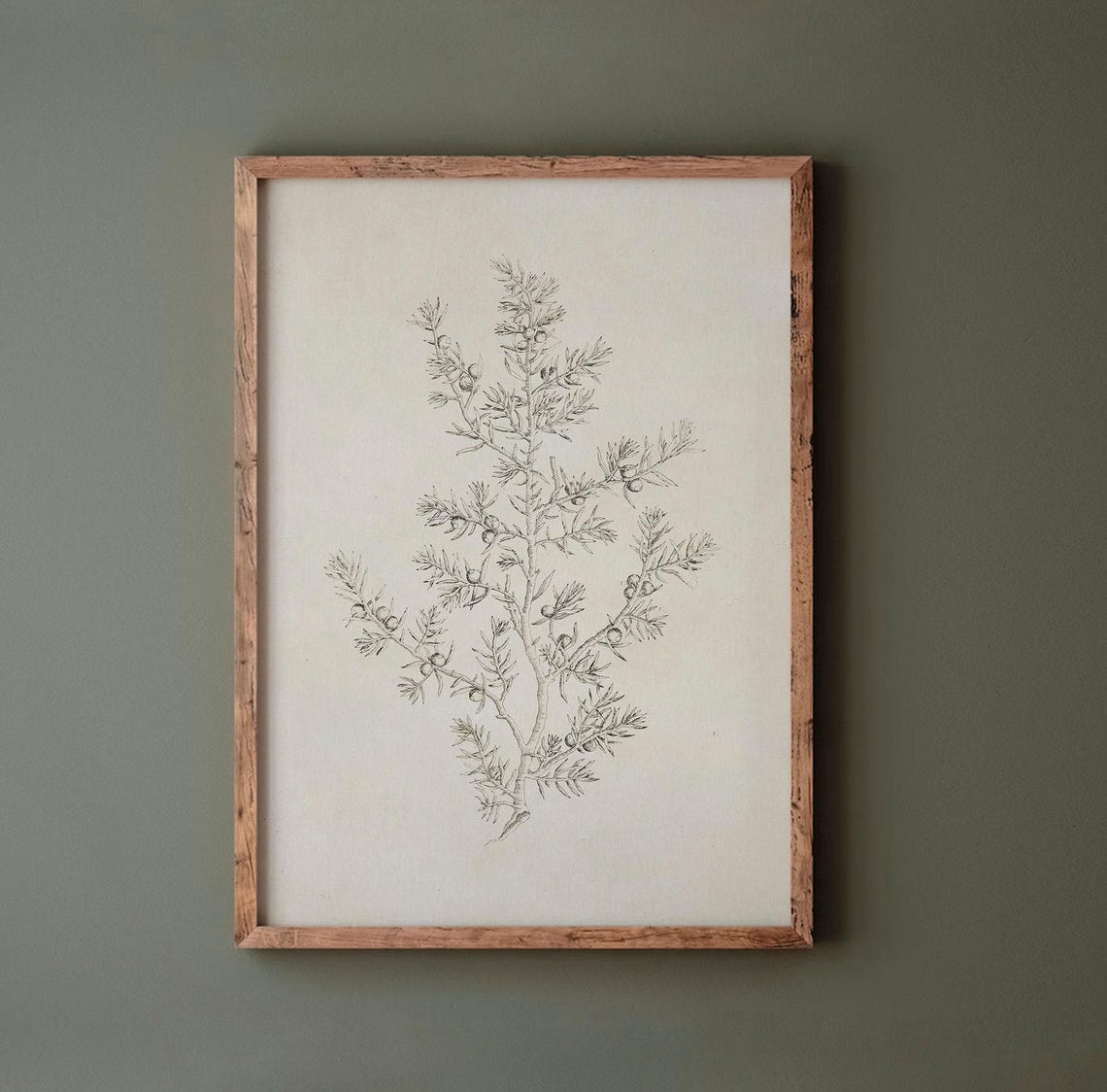 Olive Branch - Vintage Botanical Sketch - Image 3
