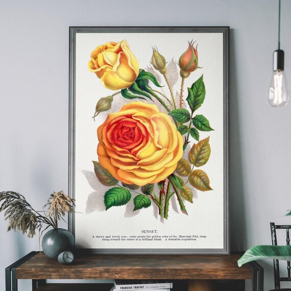 Sunset Yellow Rose Vintage Botanical Antique Flower Lithograph Poster