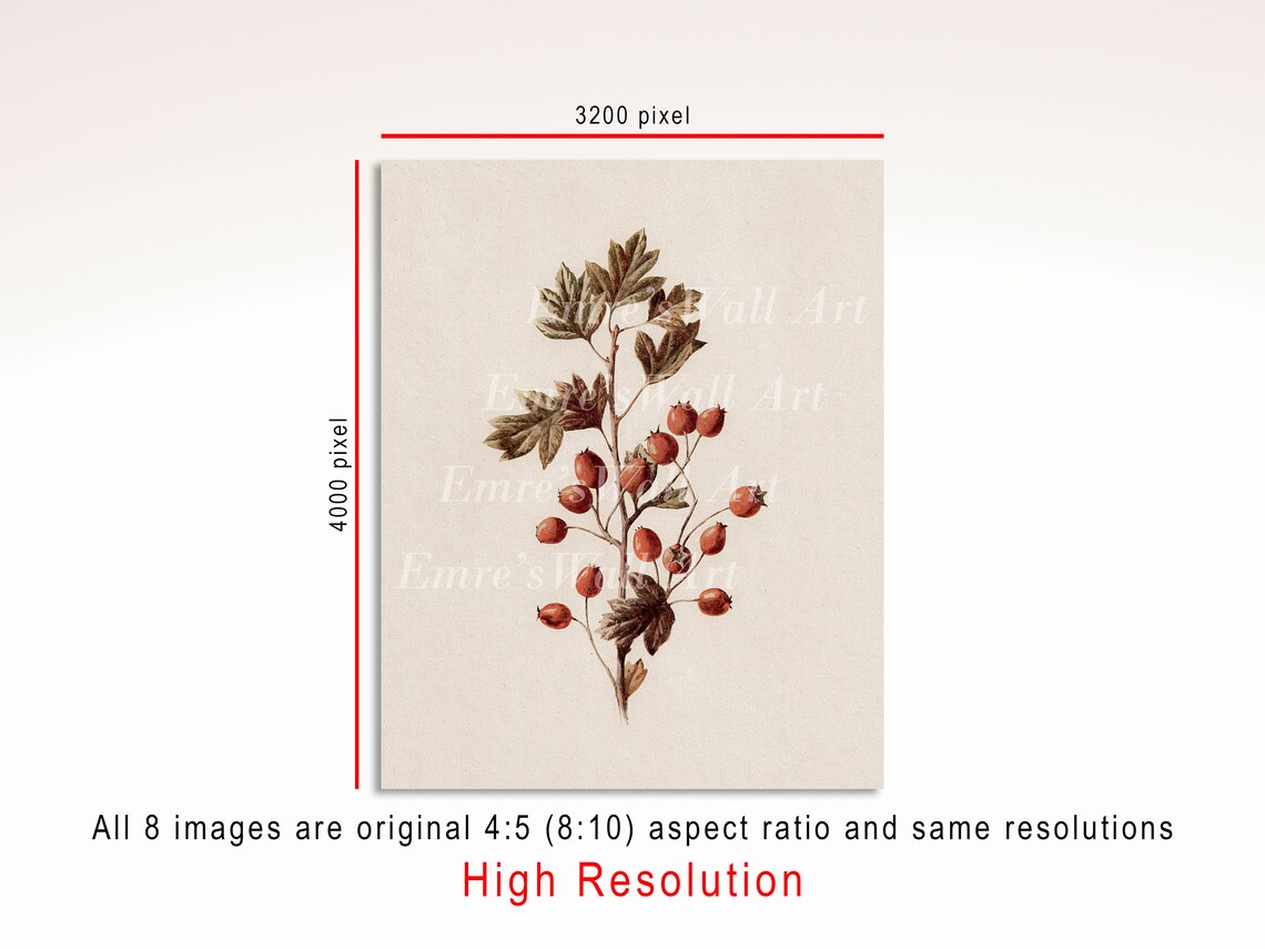 Winter Botanicals Set of Eight Holly Berry Pine Vintage Art Poster - Image 4