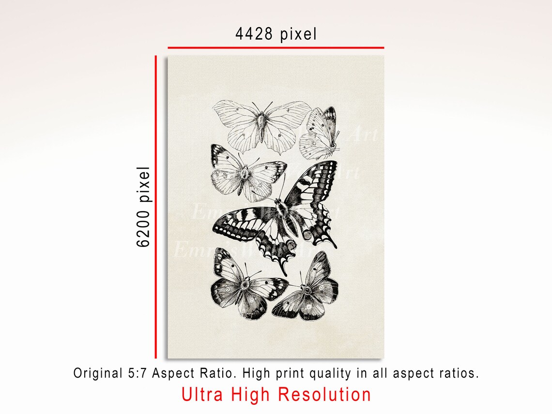 Vintage Butterfly Sketch Art Print, Butterfly Drawing - Image 3